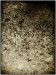 DSCN0554