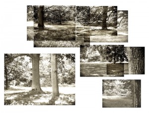 Glade (1)