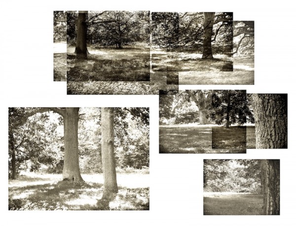 Glade (1)