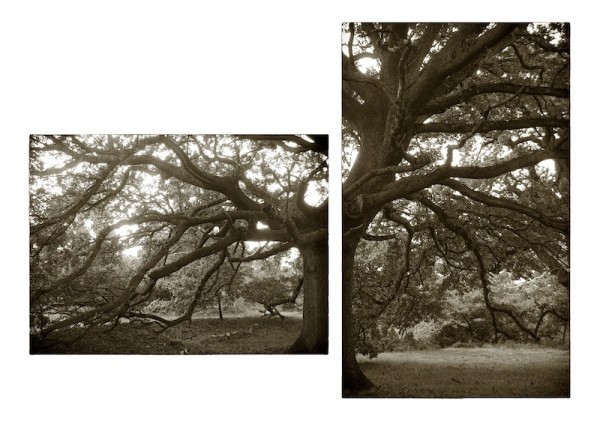 Oak_spread