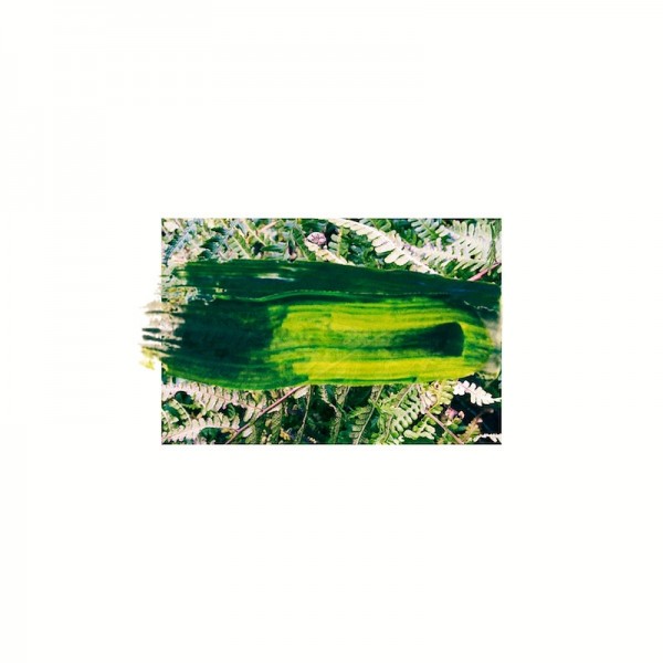 Fern_04
