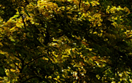 DSC_5935 (1)