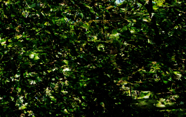 DSC_5938 (1)