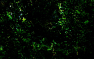 DSC_5997 (1)