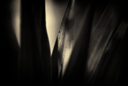 _DSC0037