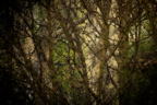 DSC_6612 (1)