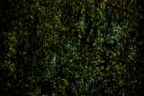 DSC_6659 (1)