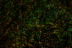 DSC_6663 (1)