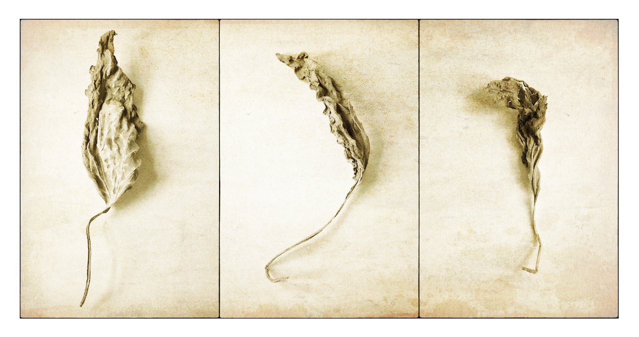 Loading Image