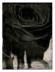 Vessels_23