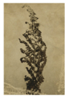 Vessels_20