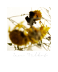 Mythos_015