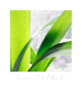Mythos_041