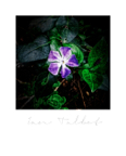 Mythos_127