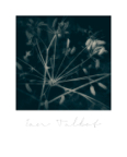 Mythos_217