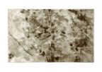 Ferns_diptych_01