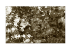 Ferns_diptych_03