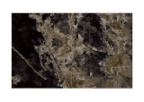 Ferns_polyptych_01