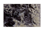 Ferns_polyptych_02