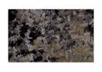 Ferns_polyptych_03