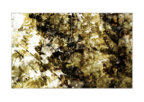 Ferns_polyptych_05