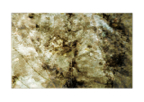 Ferns_polyptych_06