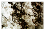 Ferns_triptych_01