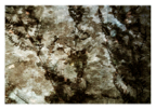 Ferns_triptych_02