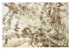Ferns_triptych_03
