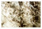 Ferns_triptych_05