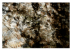 Ferns_triptych_06