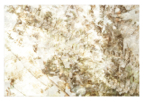 Ferns_triptych_07