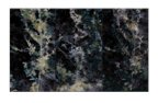 Ferns_triptych_08