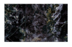 Ferns_triptych_09