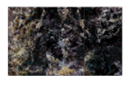 Ferns_triptych_10