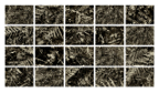 Ferns_01