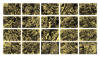 Ferns_03