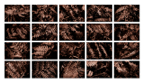Ferns_04