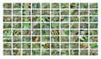 Ferns_07