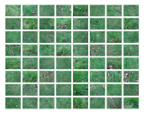 Grass_02