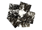 Canopy_01