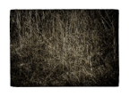 Reed_overlays