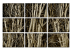 Branches_02