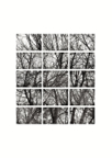 Branches_01